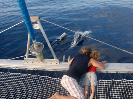 Ecocrociere - I delfini sotto alla rete del catamarano